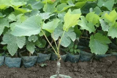 葡萄苗栽前的处理方法_瓜果种植