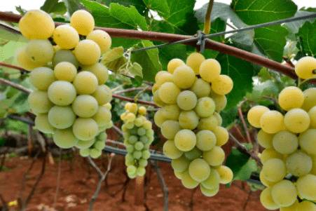 水晶葡萄的成熟时间_瓜果种植