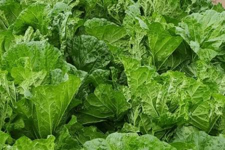 白菜打完药多久能吃_蔬菜种植