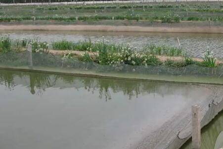 泥鳅养殖池怎么建造_养殖问答