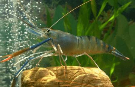 淡水虾的养殖方法,虾苗要挑选个头相近的_养虾