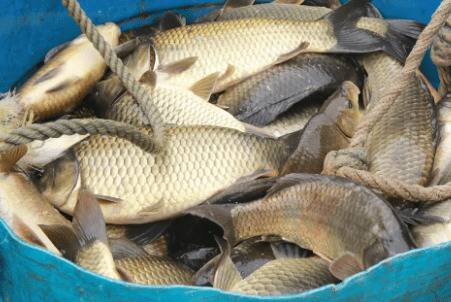 2-3厘米的鲫鱼苗吃什么_养鱼