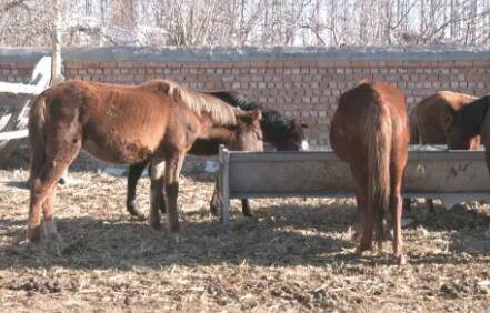 马一天吃多少草料,马的草料中能不能拌盐_养驴