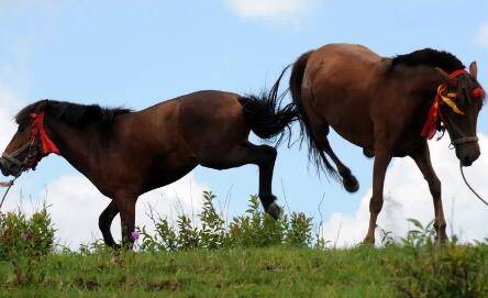 母马发情时有哪些表现_养驴
