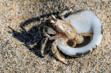 寄居蟹有没有寄生虫_养蟹