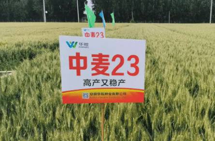 中麦23小麦品种的特点_种植问答