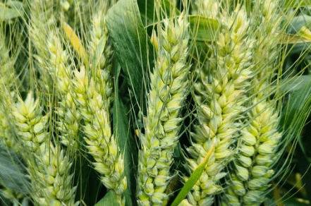 周麦38小麦品种的特点_种植问答