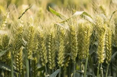 抗锈病的小麦品种有哪些_种植问答