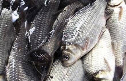鲫鱼吃什么_养鱼