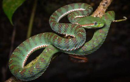 蛇有天敌吗,蛇怕什么动物_养蛇