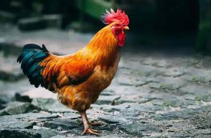 公鸡几个月性成熟_养鸡