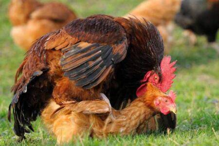 公鸡几个月性成熟_养鸡