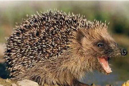 刺猬吃蛇吗?_养蛇