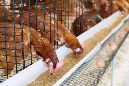 鸡采食量的计算方法_养鸡