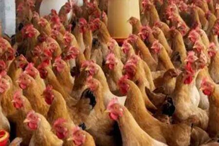 用小苏打喂鸡时的用量多少合适_养鸡