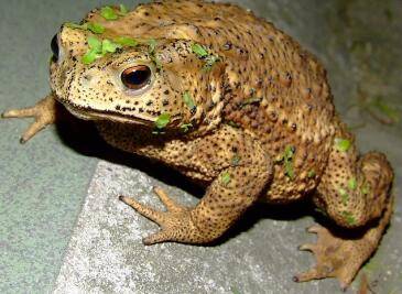 蟾蜍怕蛇毒吗?_养蛙