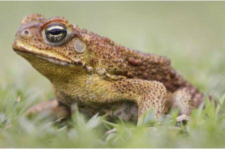 蟾蜍怕蛇毒吗?_养蛙