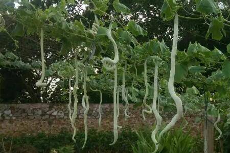 蛇瓜的成熟时间_蔬菜种植