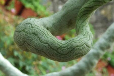 蛇瓜要不要去皮去籽_蔬菜种植