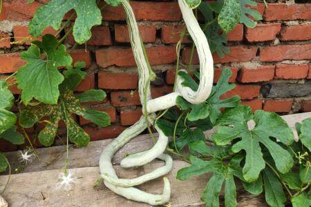 蛇瓜有几种_蔬菜种植