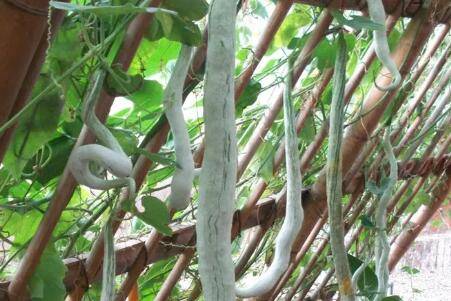 蛇瓜的产地_蔬菜种植