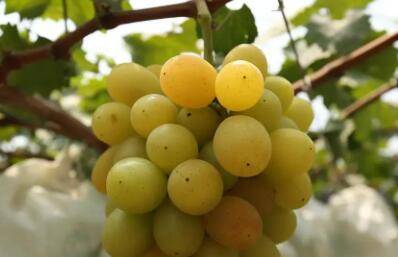 金桂香葡萄品种介绍_瓜果种植