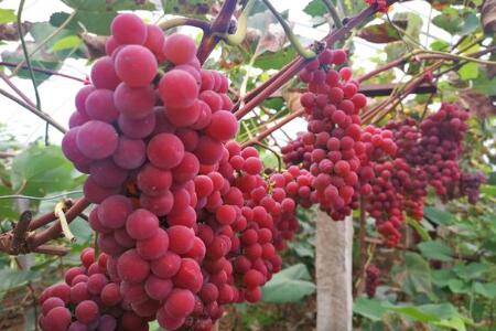 中国红玫瑰葡萄的品种特点_瓜果种植