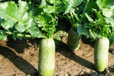 萝卜为什么烂根,水涝和病害是主要原因_蔬菜种植