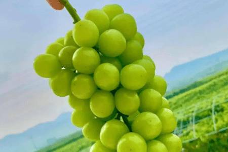 阳光玫瑰葡萄有没有籽_瓜果种植