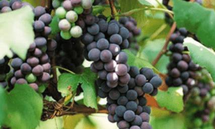 ɽ������Ұ���ѵļ�������_�Ϲ���ֲ