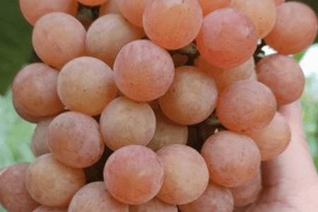 寒香蜜葡萄品种的特点_瓜果种植