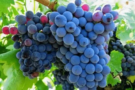 大葡萄品种的特点_瓜果种植