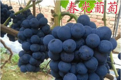 5月早熟的葡萄品种_瓜果种植
