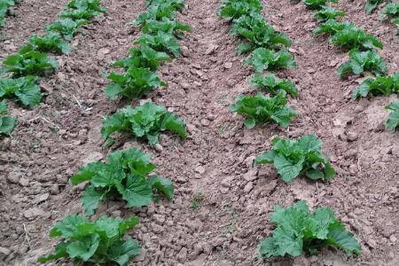 白菜株距与行距多少合适_蔬菜种植