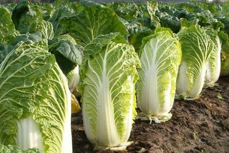 大白菜亩产量多少公斤_蔬菜种植
