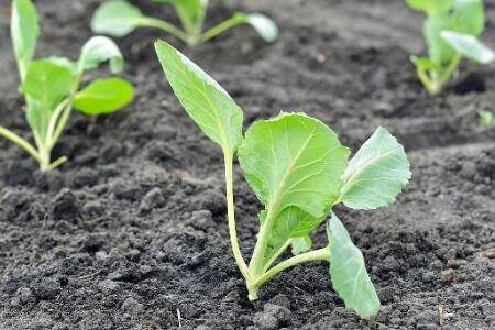 小白菜有虫眼打什么药_蔬菜种植