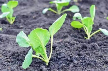 白菜育苗后几天移栽_蔬菜种植