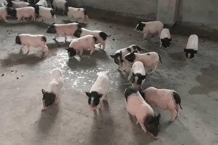 纯正香猪种苗到哪里买_香猪养殖