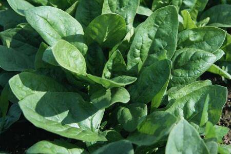 菠菜什么时间种植比较好_蔬菜种植