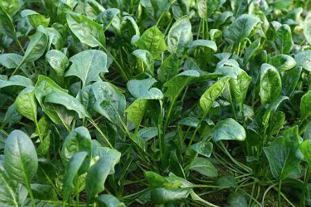 菠菜种子不泡多长时间发芽_蔬菜种植