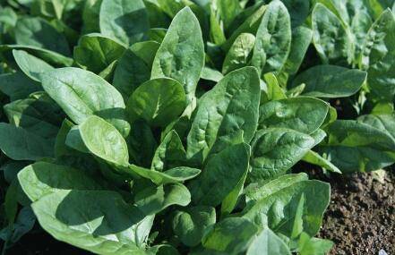 菠菜种植后多久采收_蔬菜种植