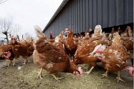 高效养鸡的四大偏方_养鸡