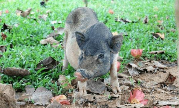 五指山猪简介,产于海南五指山的优质黑猪_香猪养殖