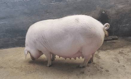 母猪乳房硬块的处理方法_养猪