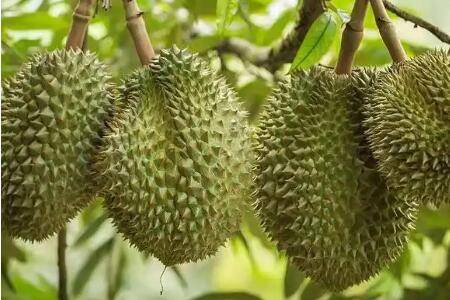 榴莲的种植条件_瓜果种植