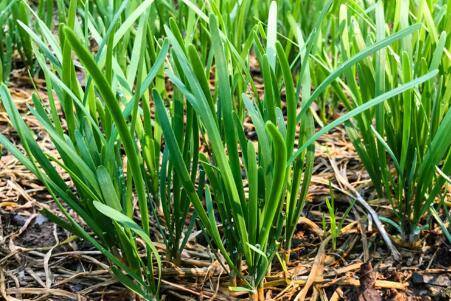 韭菜倒伏是什么原因,韭菜倒伏的防治措施有哪些_蔬菜种植