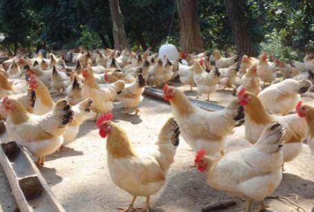 蛇有天敌吗,蛇怕什么动物_养蛇