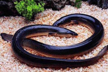 鳗鱼能长到多大_养鱼