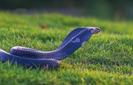 蛇的寿命多长_养蛇