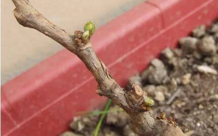 葡萄树发芽慢是什么原因_瓜果种植